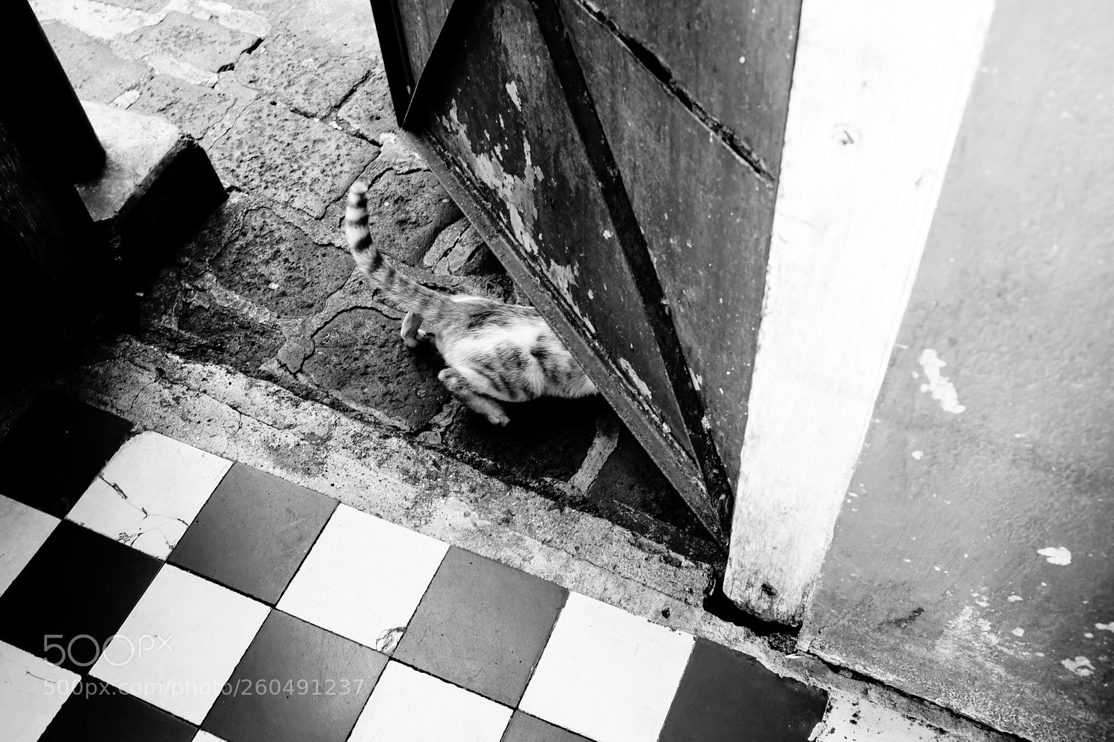 Fujifilm X100F sample photo. Hiding cat! photography
