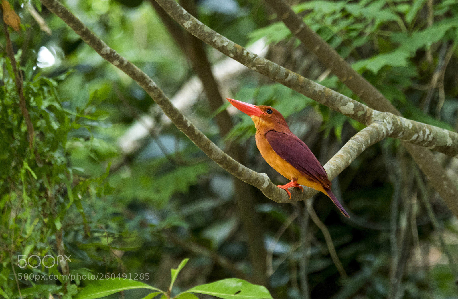 Nikon D500 sample photo. Halcyon coromanda ishigaki island photography