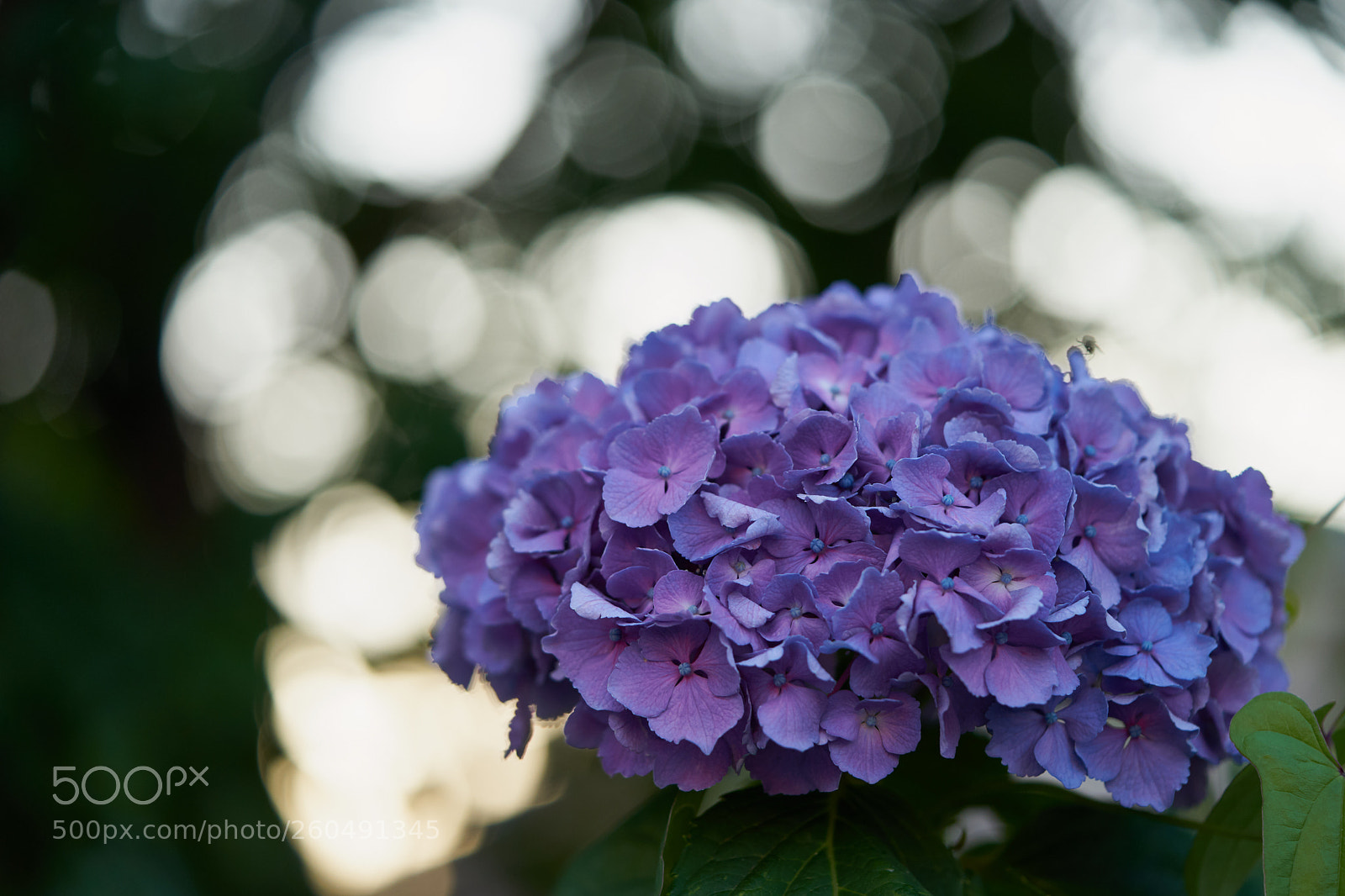 Sony a7 sample photo. Flowers 6715 photography