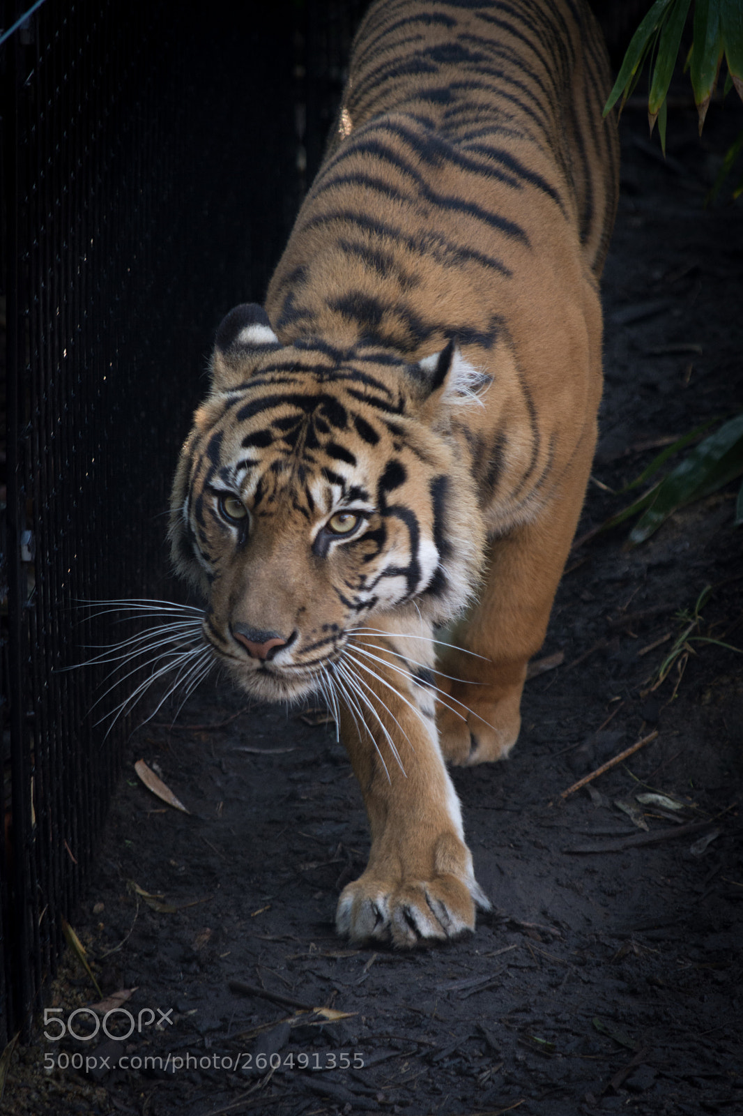 Nikon D7200 sample photo. Pacing tiger 2 photography