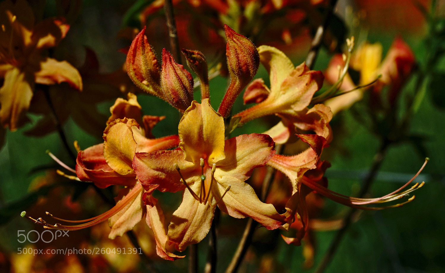 Sony a7R II sample photo. Wild flame azalea photography