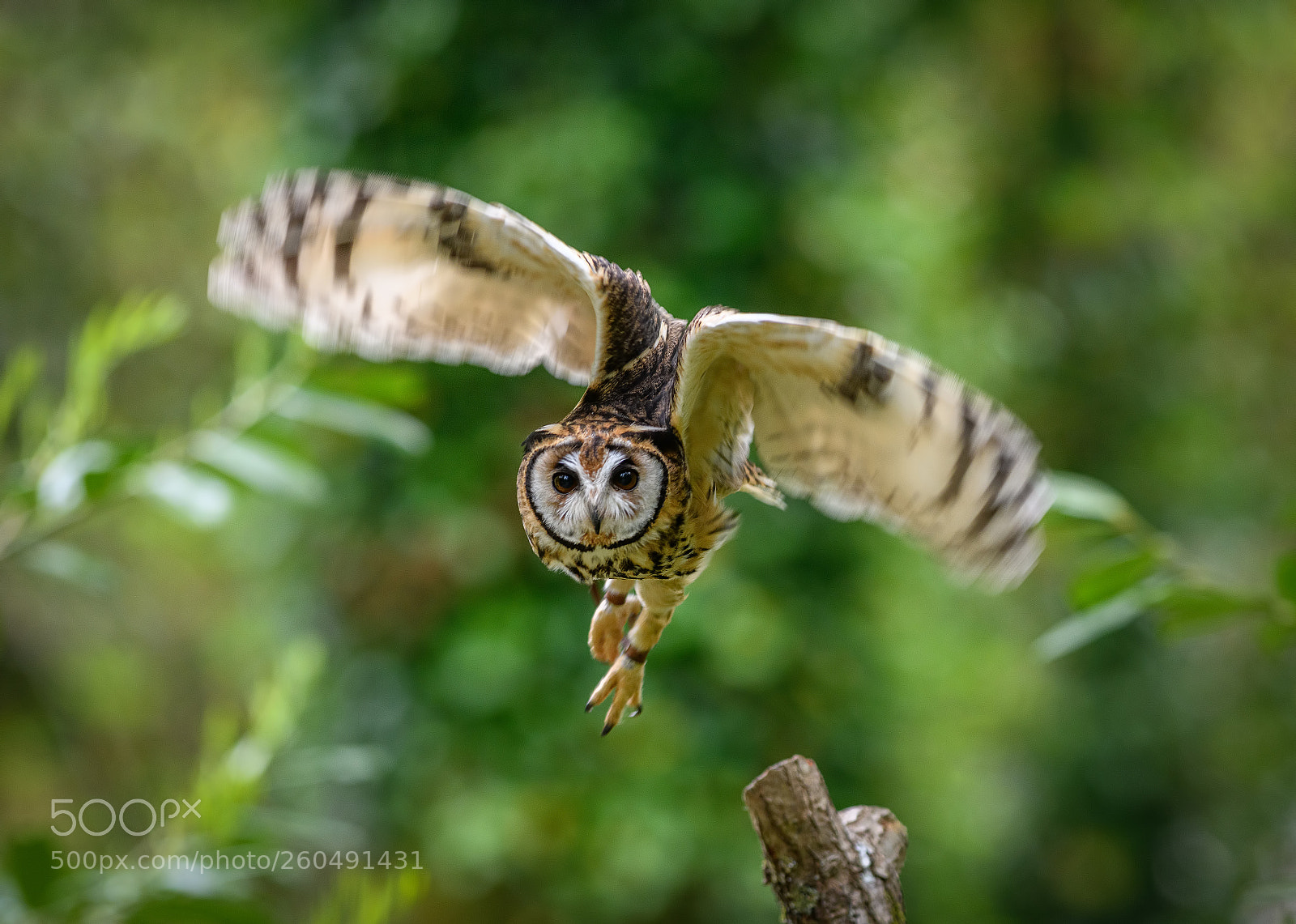 Nikon D850 sample photo. Mexican striped owl flying photography