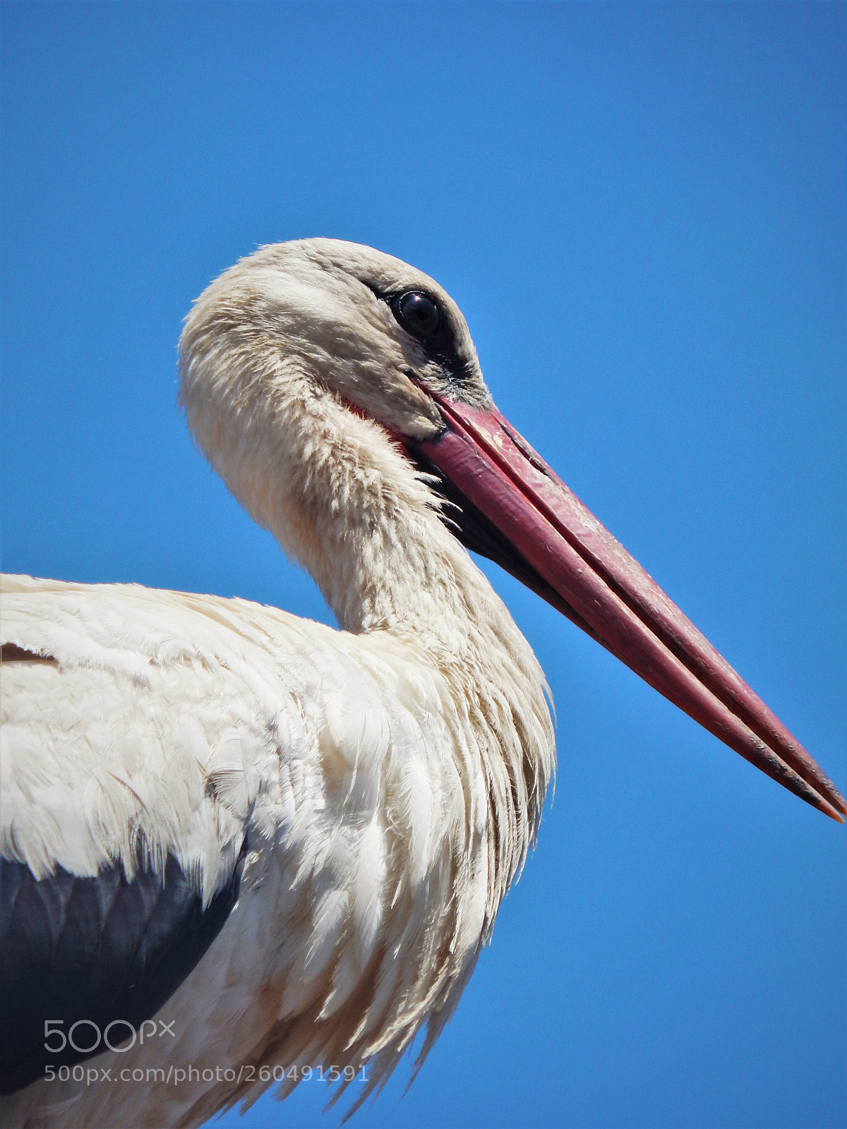 Nikon Coolpix L820 sample photo. Stork photography
