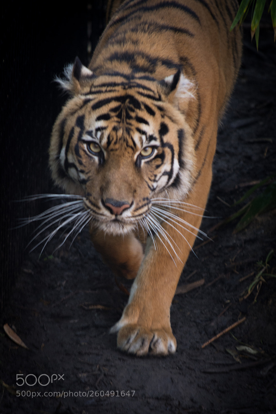 Nikon D7200 sample photo. Pacing tiger photography