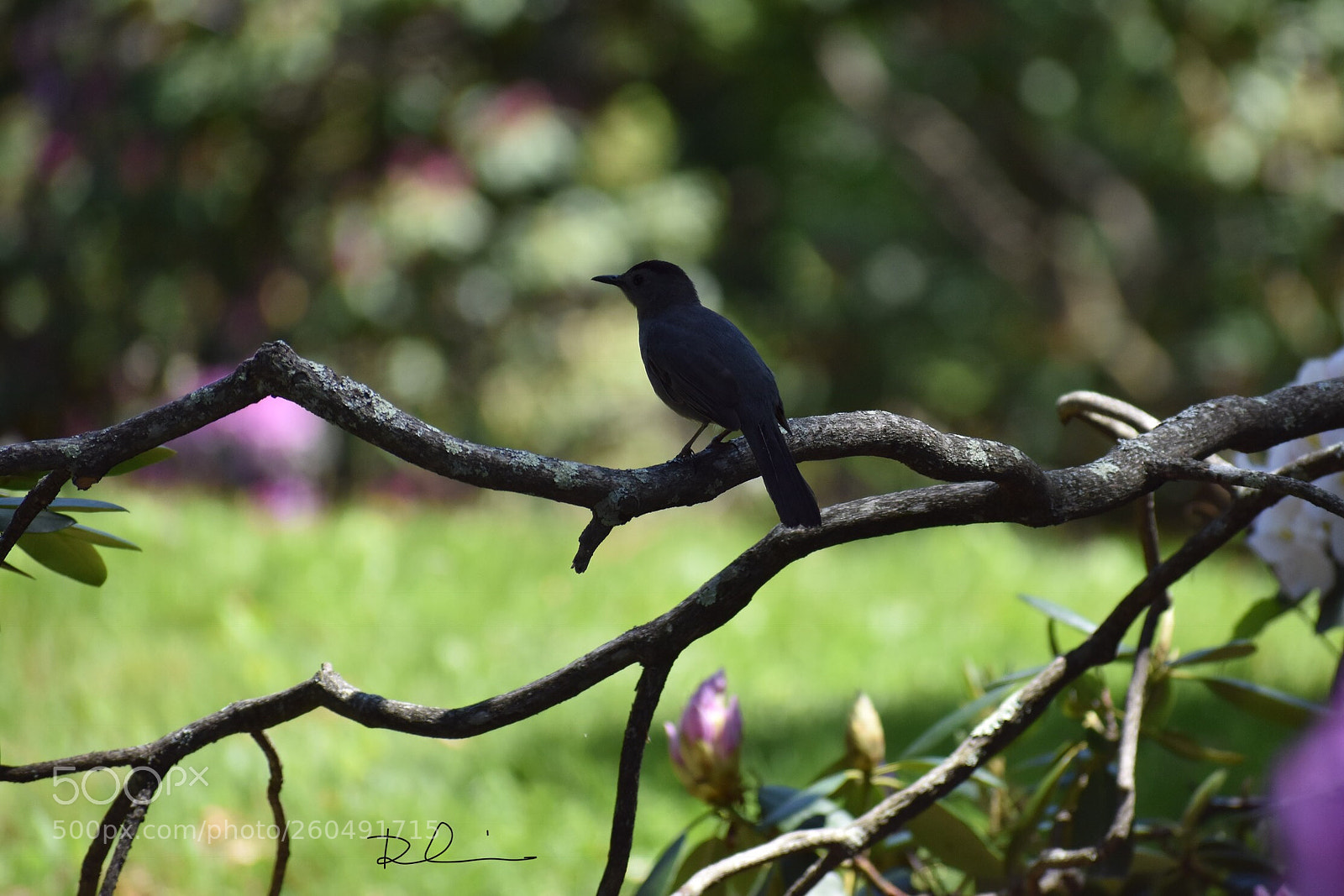Nikon D3400 sample photo. A little bird photography