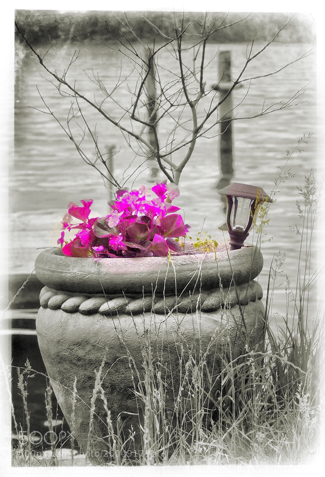 Olympus OM-D E-M10 II sample photo. Flower pot photography