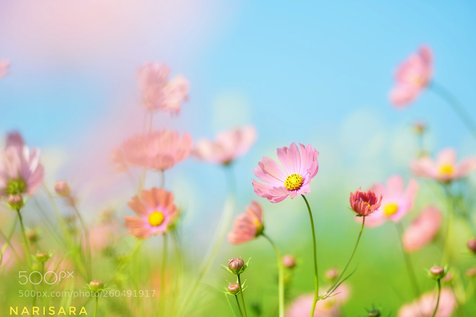 Nikon Df sample photo. Untitled photography