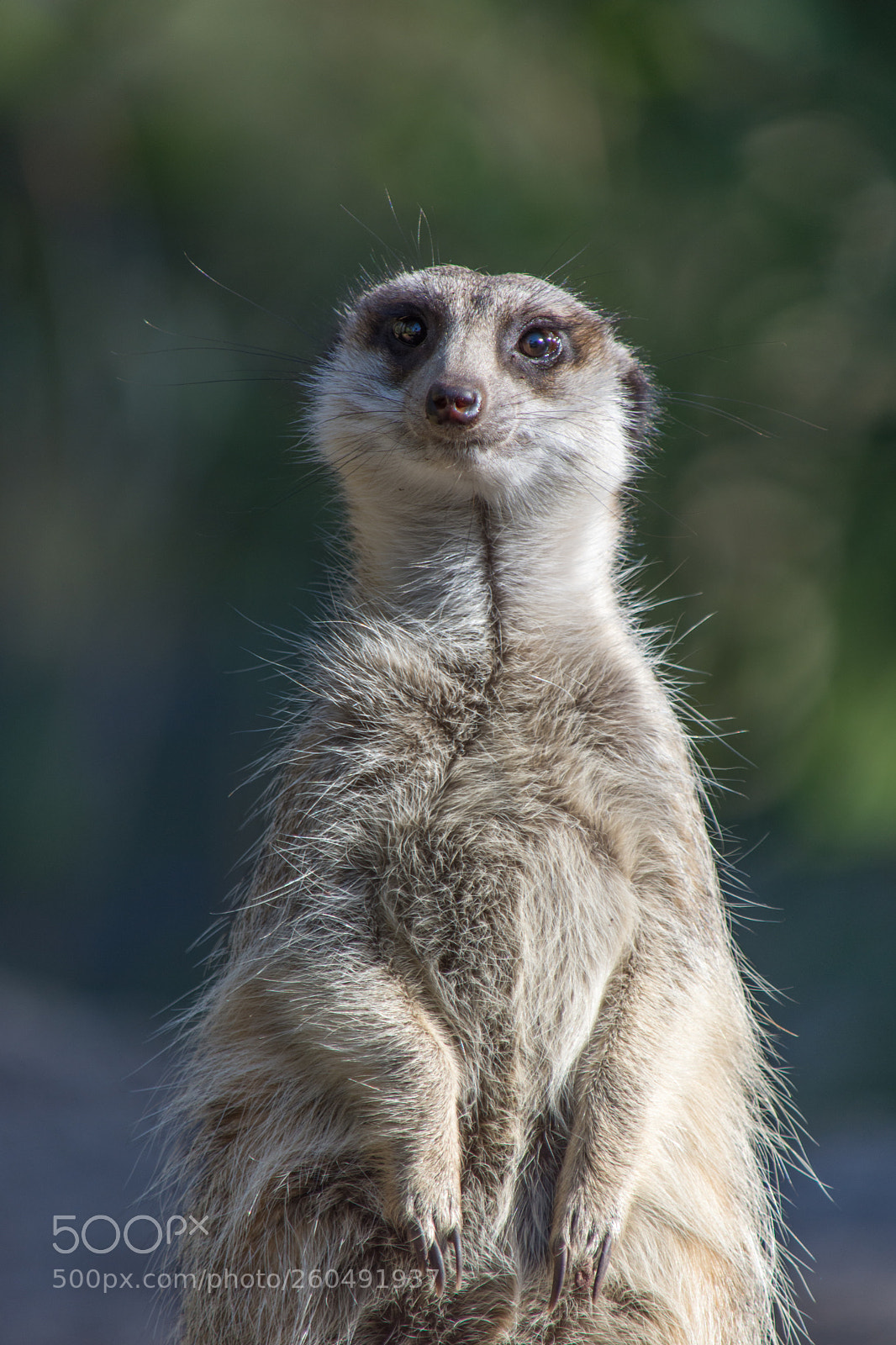 Nikon D7200 sample photo. Meerkat photography