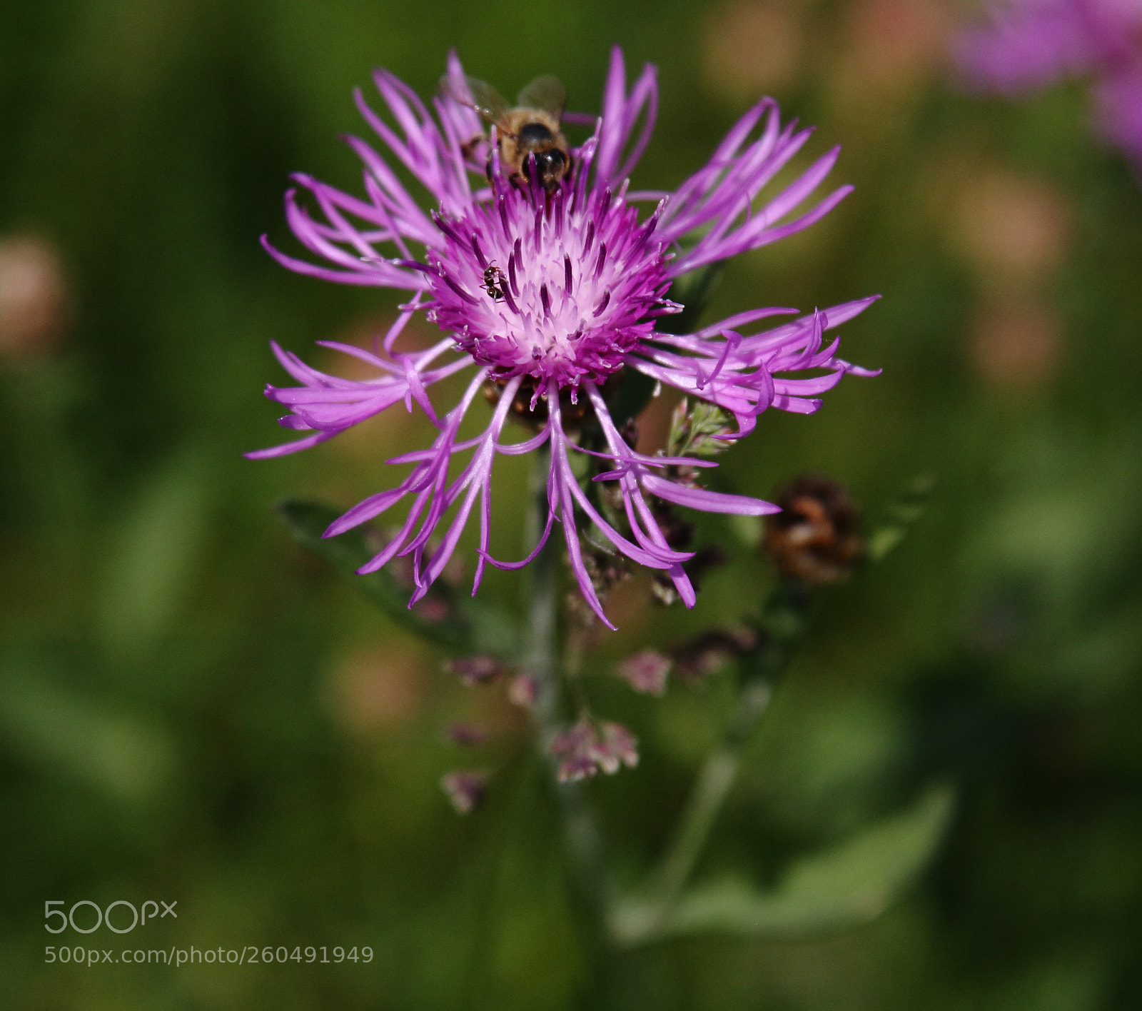 Canon EOS 40D sample photo. Flower photography