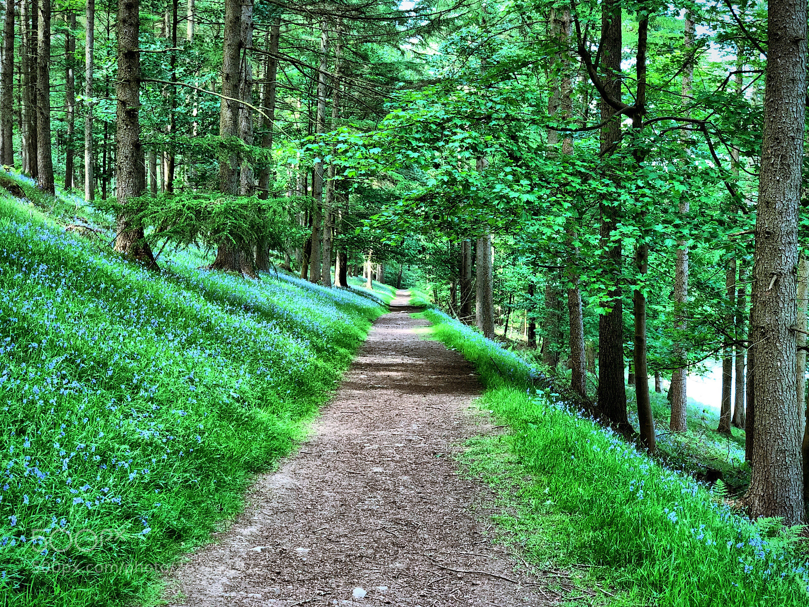 Apple iPhone X sample photo. Woodland path photography