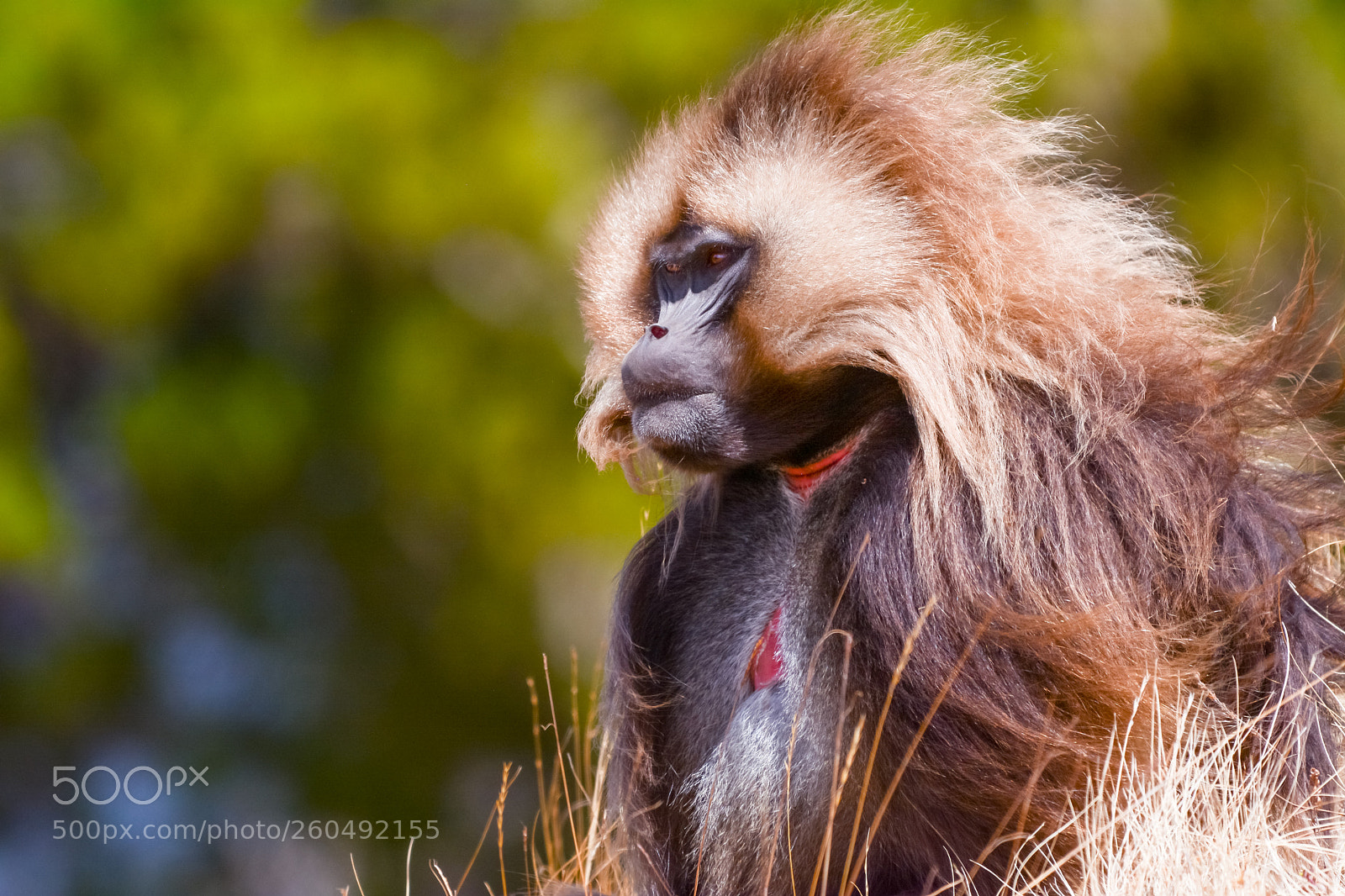 Nikon D7100 sample photo. Gelada monkey photography