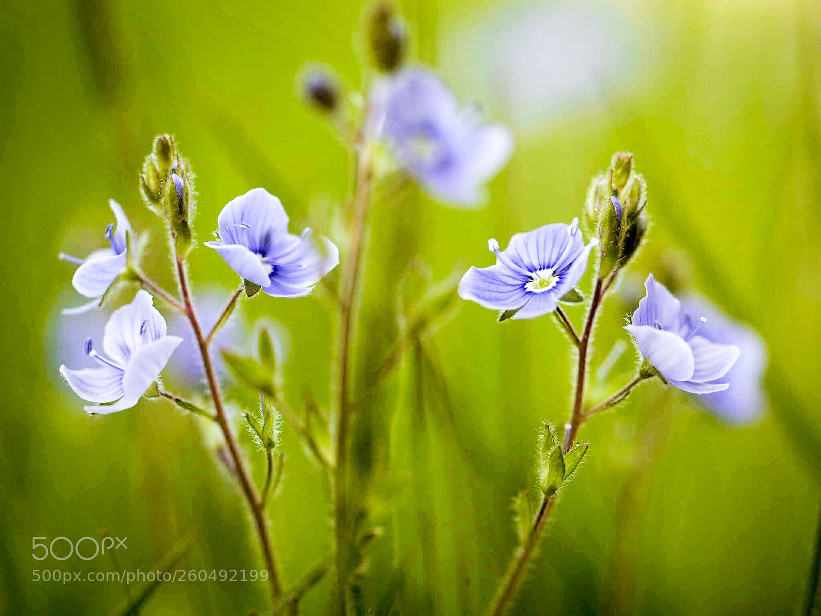 Olympus OM-D E-M1 sample photo. Little speedwell flowers in photography