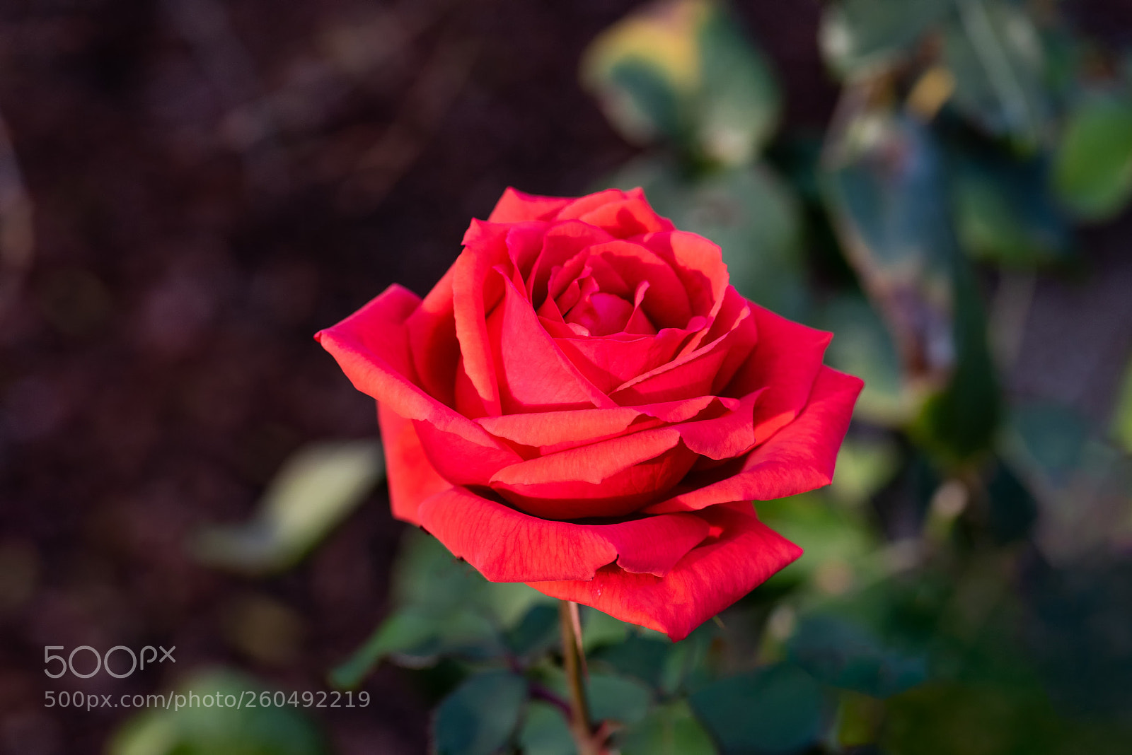 Nikon D810 sample photo. The rose photography