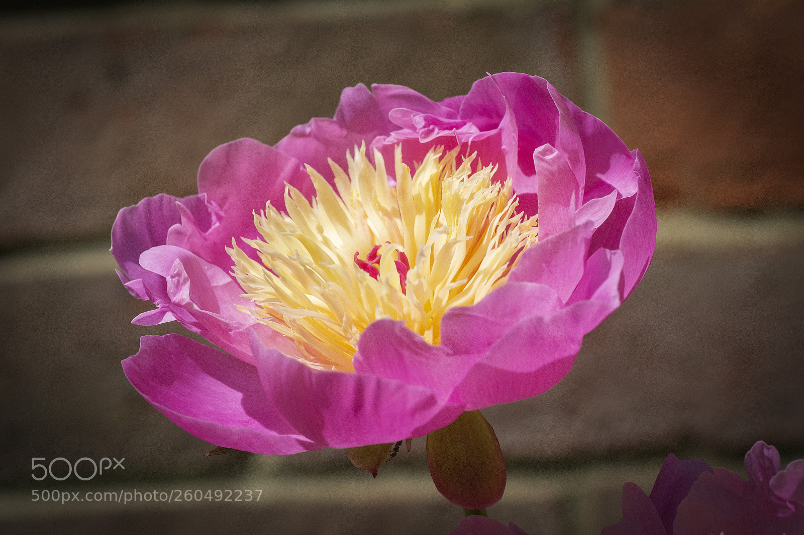 Nikon D7100 sample photo. Peony photography