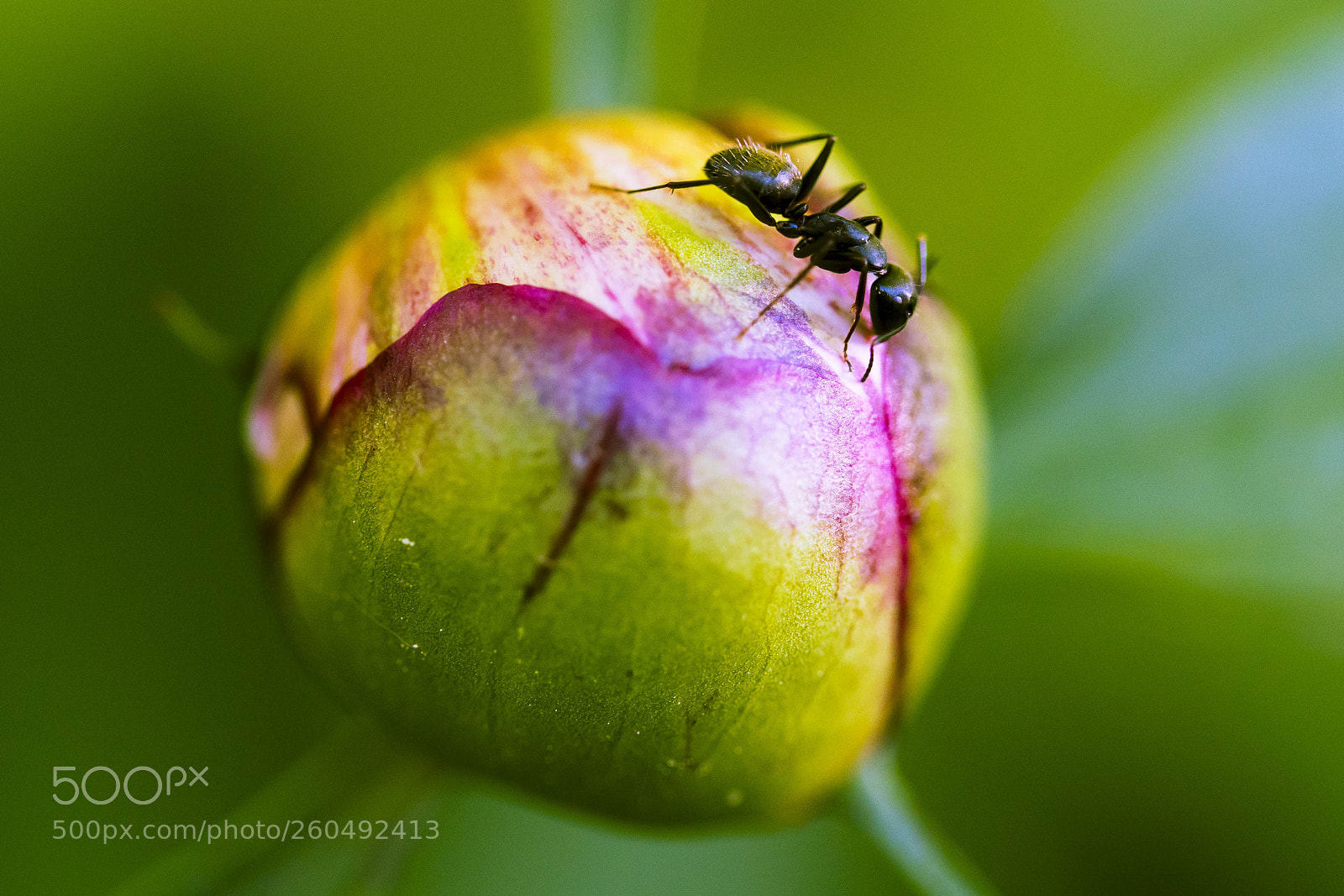 Canon EOS 6D sample photo. Peony ant dance - 2 photography