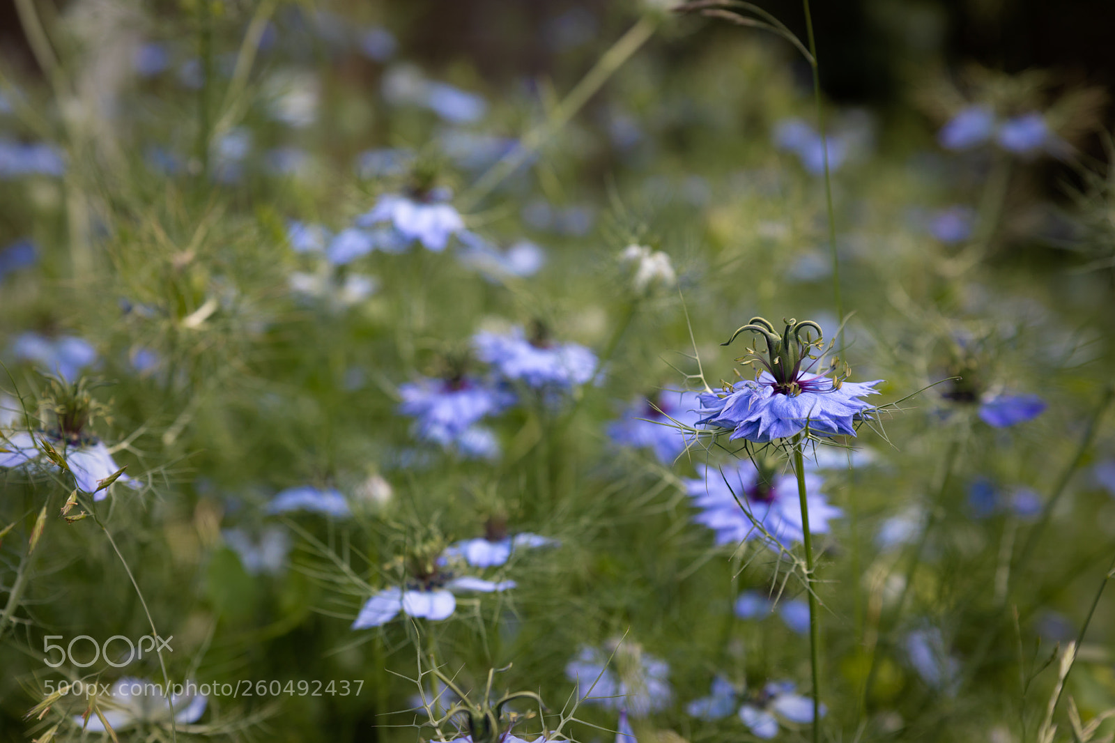Canon EOS 5D Mark IV sample photo. Blue day photography
