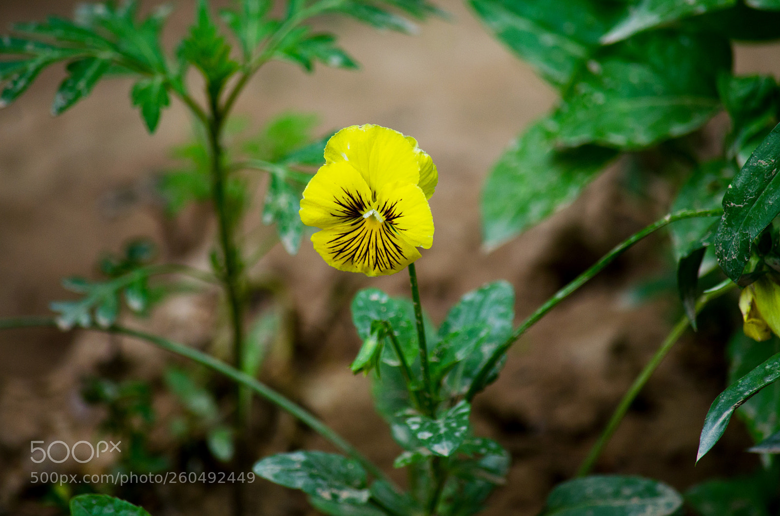 Nikon D5100 sample photo. Цветок photography