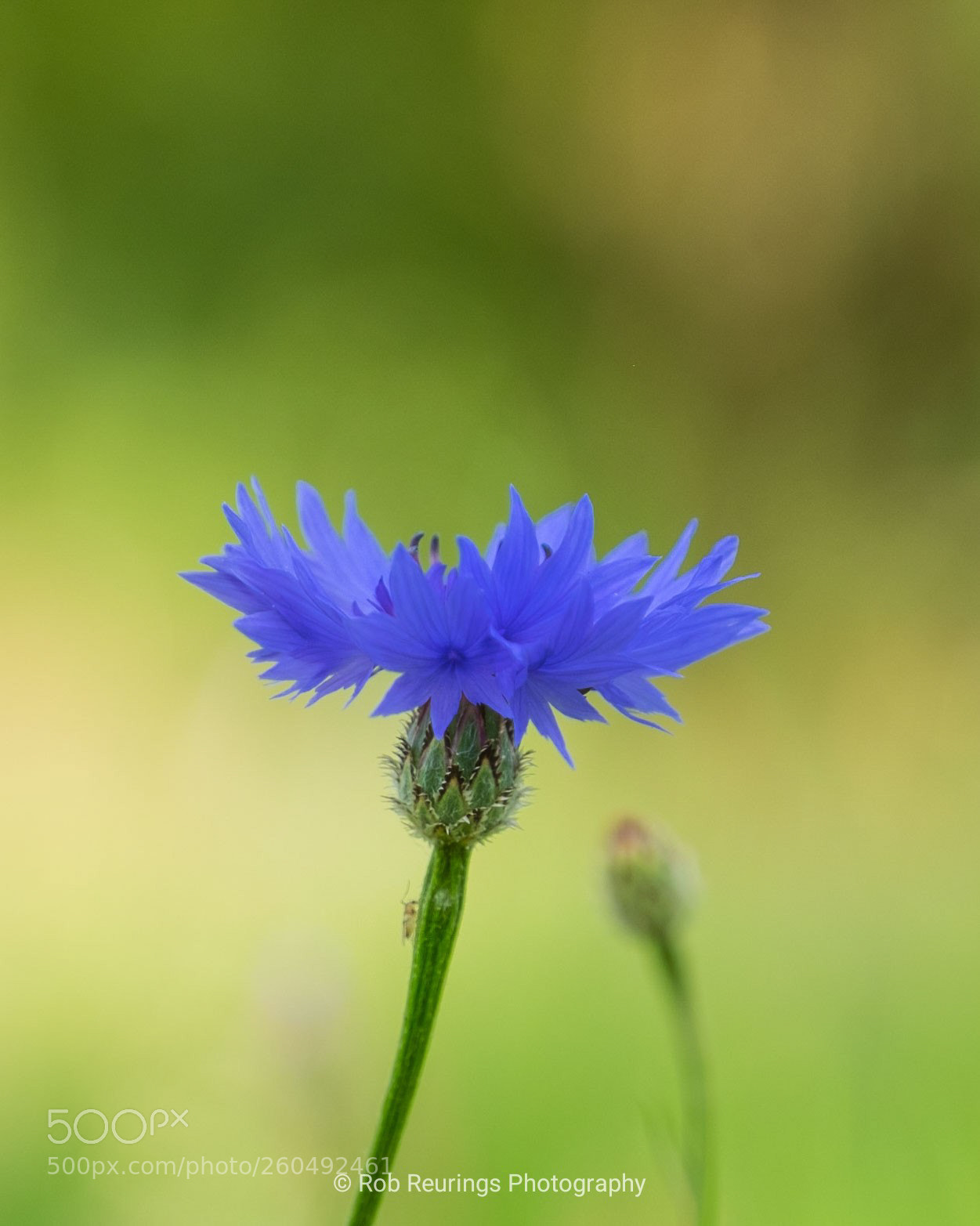 Fujifilm X-T1 sample photo. Blue flower photography