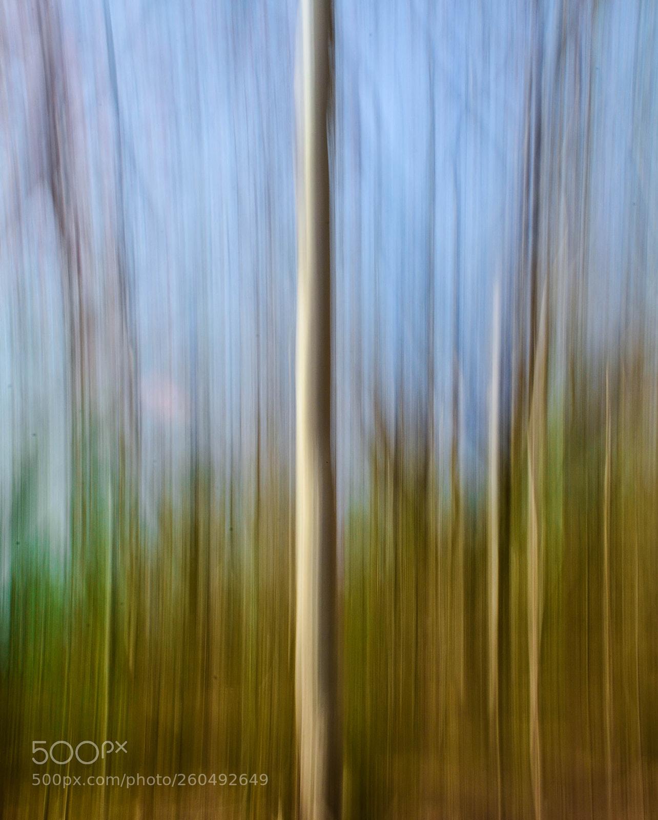 Nikon D5100 sample photo. Silver birch tree photography
