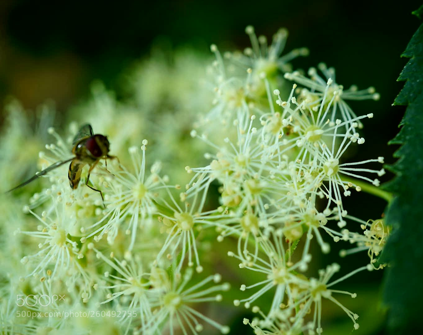 Sony a6000 sample photo. Hornet and blossom photography