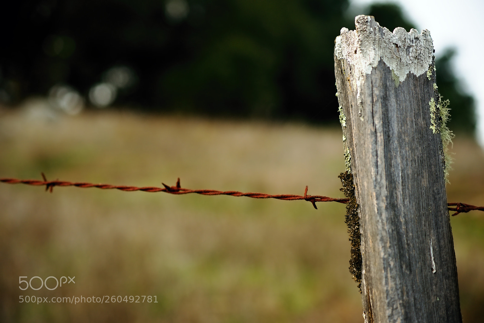 Nikon D810 sample photo. Barbed wire fence photography