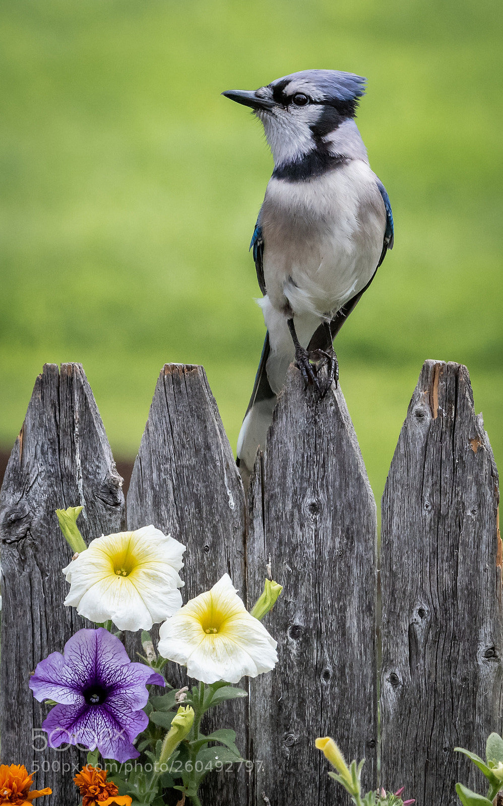 Nikon D810 sample photo. On the fence photography