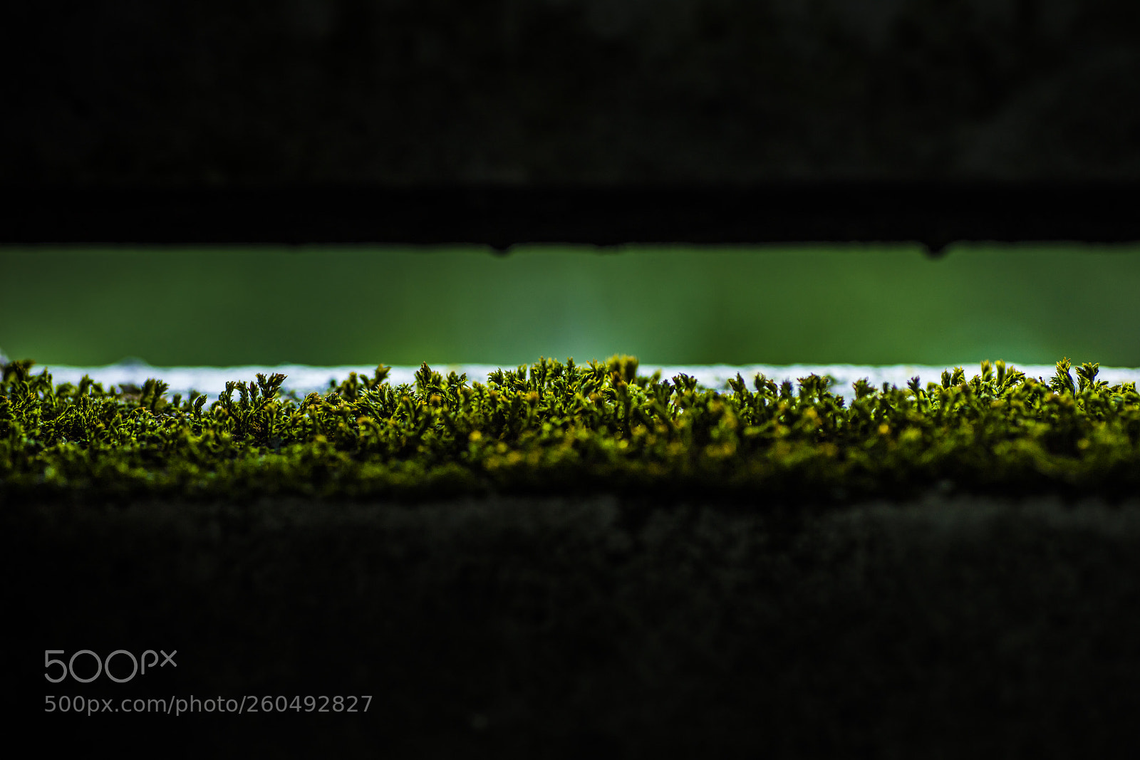 Canon EOS 5DS sample photo. Green lined fractal photography