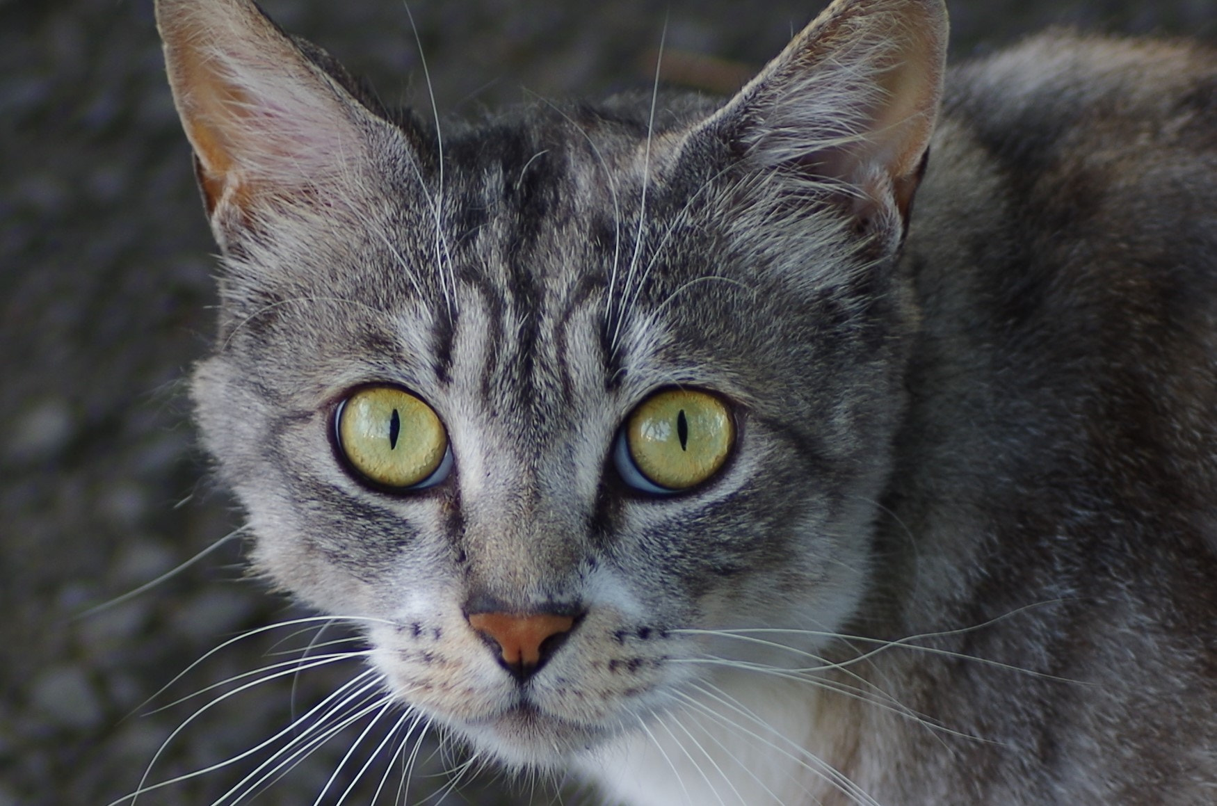 Pentax K-30 + Tamron SP AF 90mm F2.8 Di Macro sample photo. Precaution photography