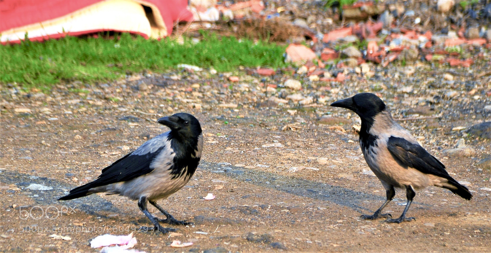 Nikon D7000 sample photo. Hayaller do an ger photography