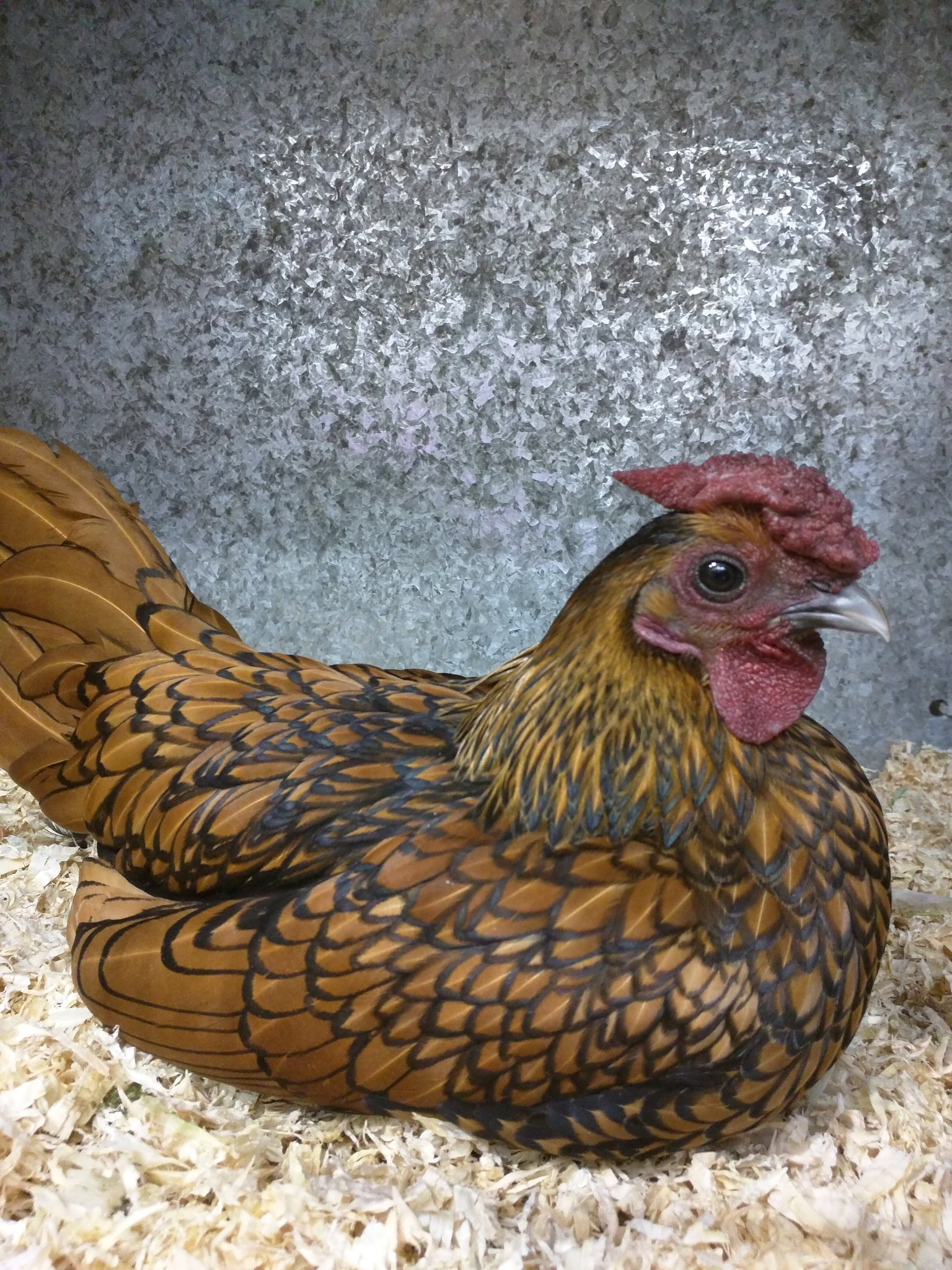 Motorola Nexus 6 sample photo. A hen in a cage photography