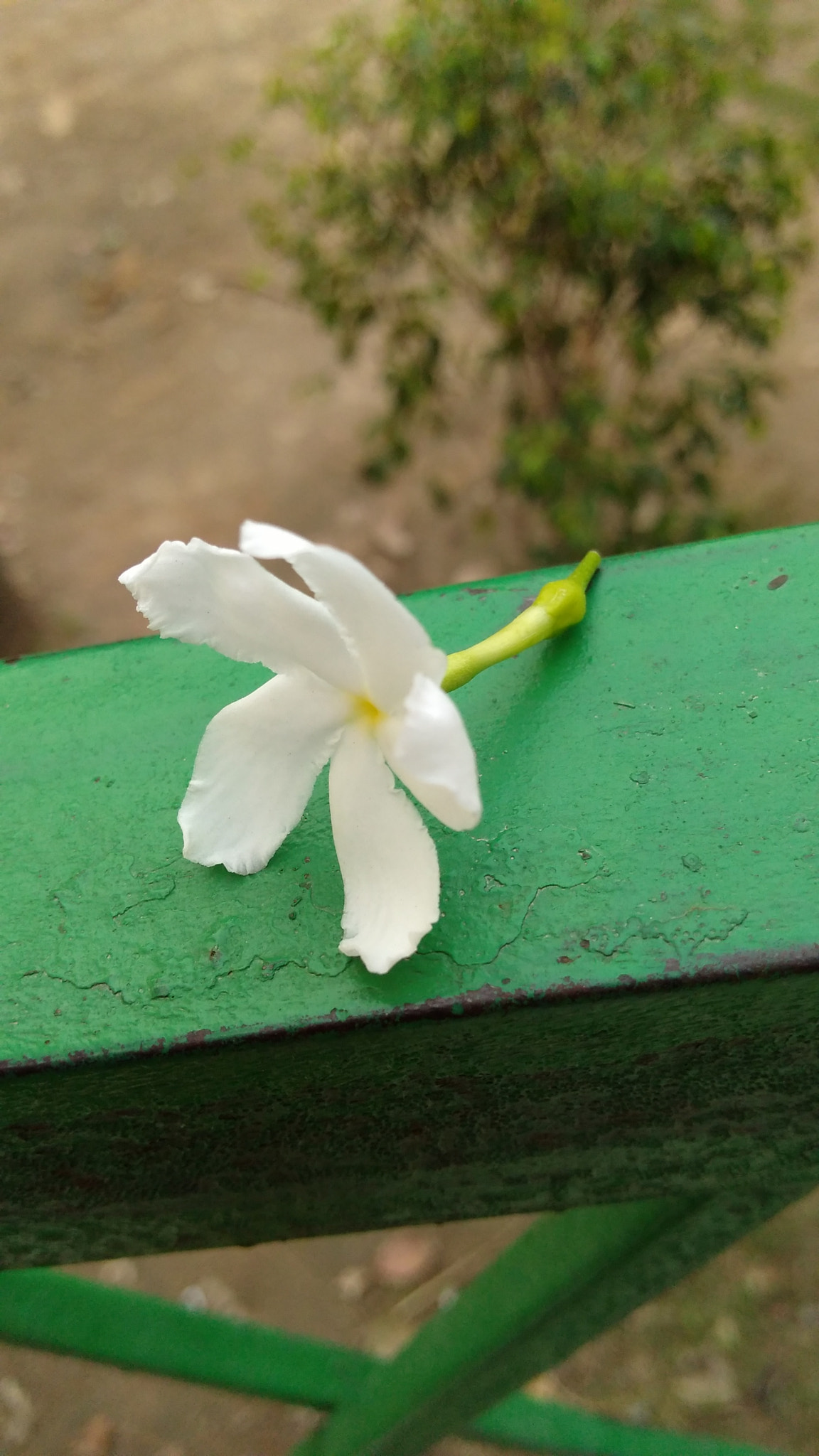 Motorola Moto G Play sample photo