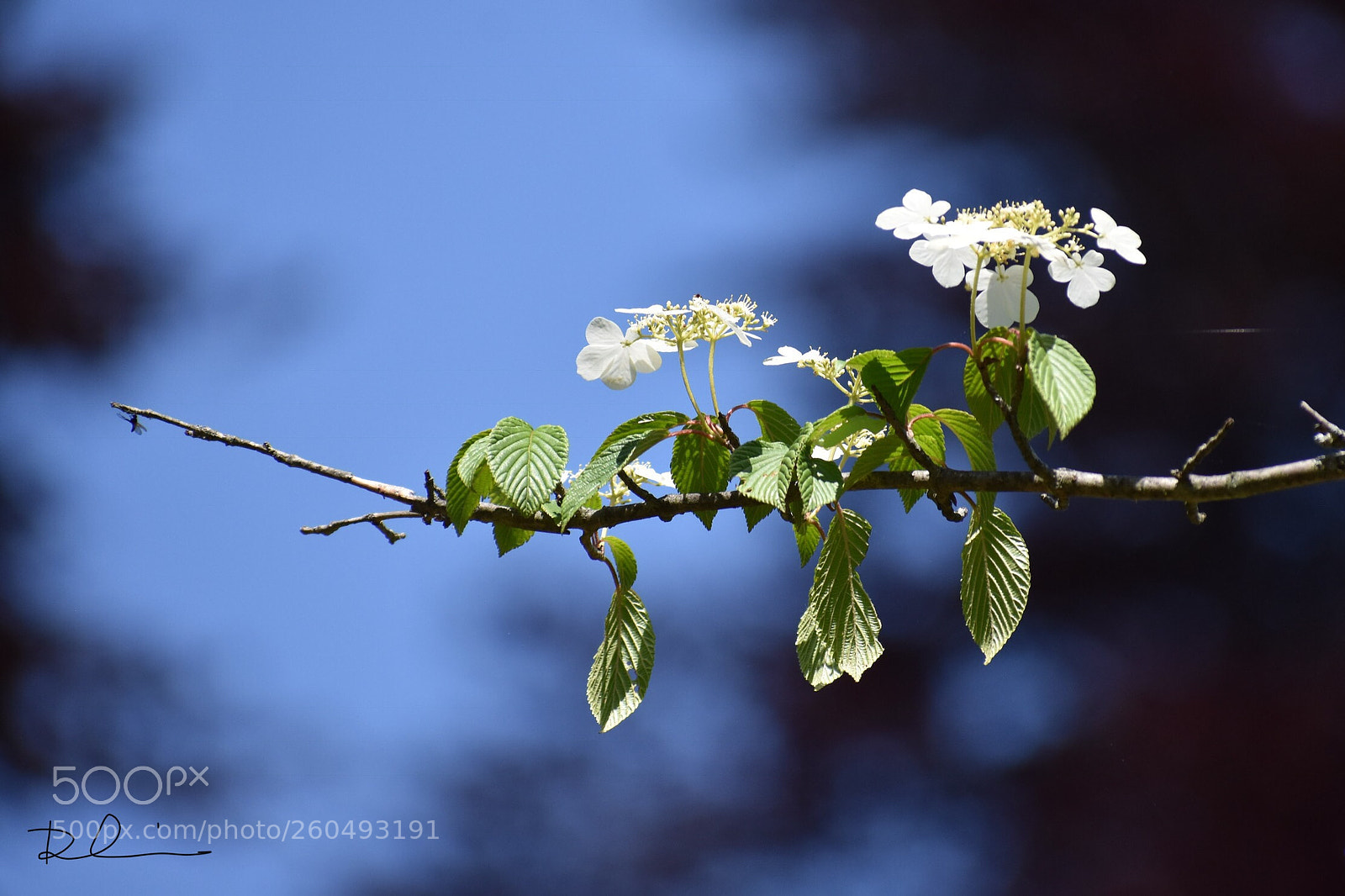 Nikon D3400 sample photo. 枝头上的小花 photography