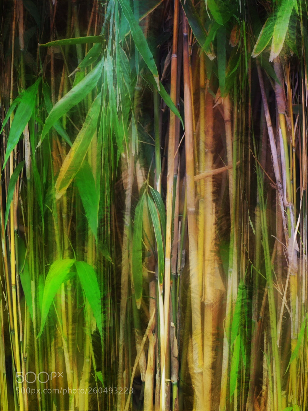 Olympus OM-D E-M10 II sample photo. Bamboo trees photography