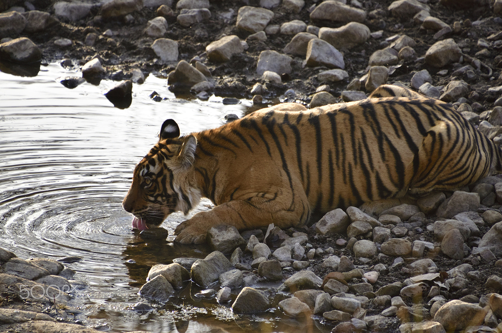 Nikon D90 sample photo. Tigers photography