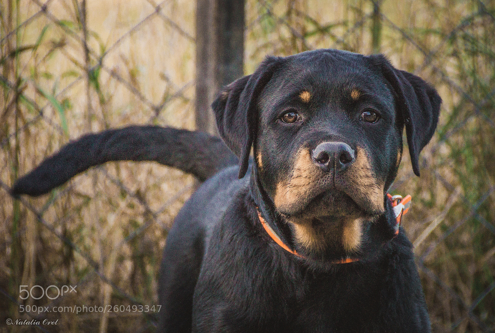 Sony SLT-A58 sample photo. Untitled photography