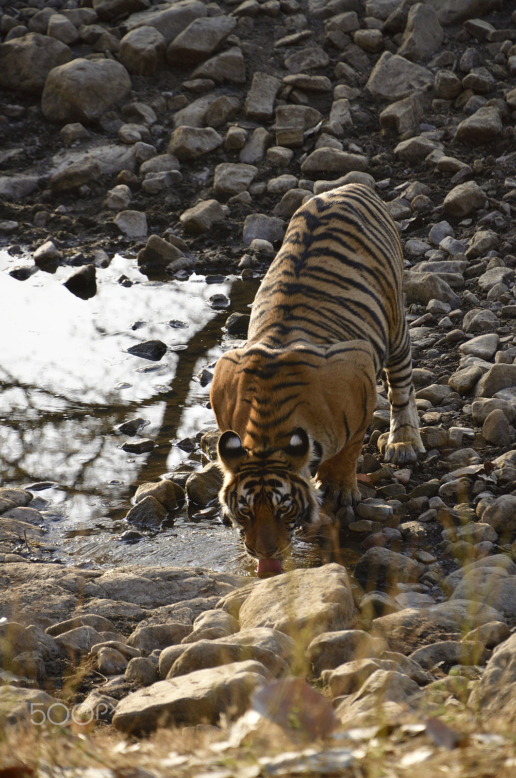 Nikon D90 sample photo. Tigers photography