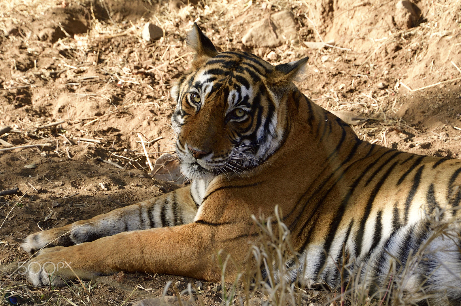 Nikon D90 sample photo. Tigers photography