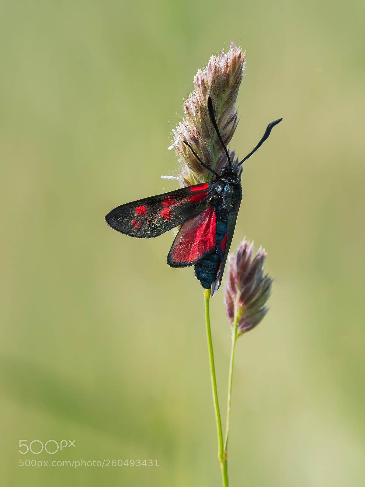 Nikon D500 sample photo. Zygaena filipendulae photography