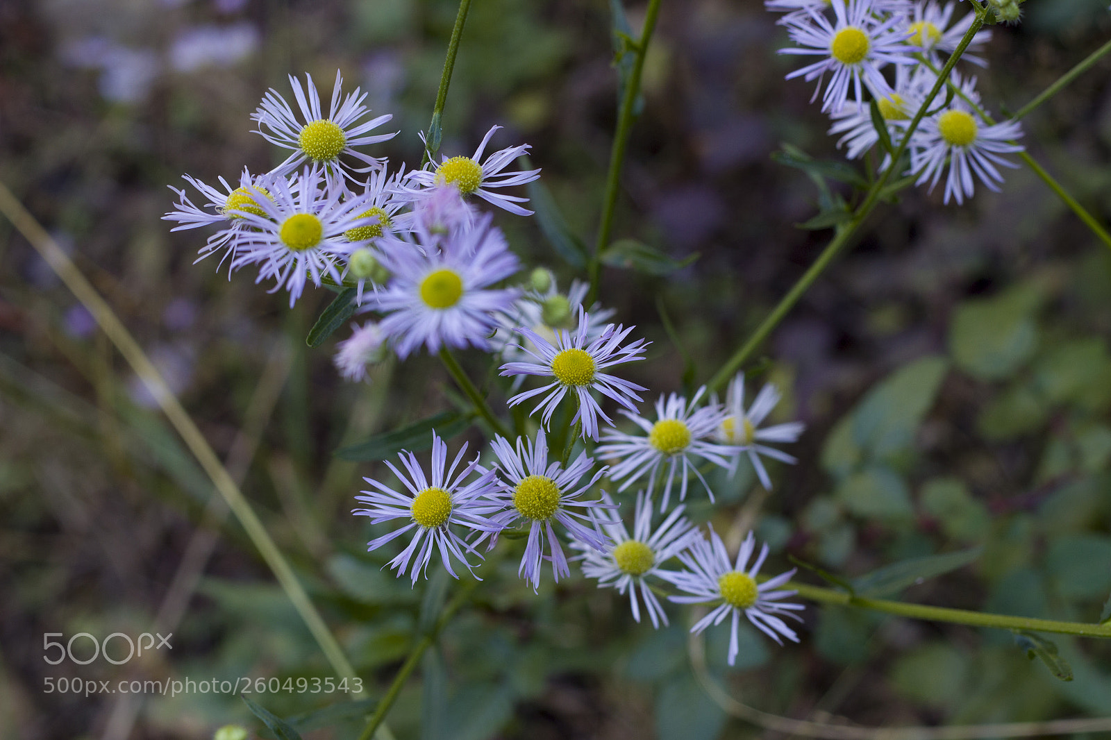 Canon EOS 600D (Rebel EOS T3i / EOS Kiss X5) sample photo. Wild himalayan flowers photography