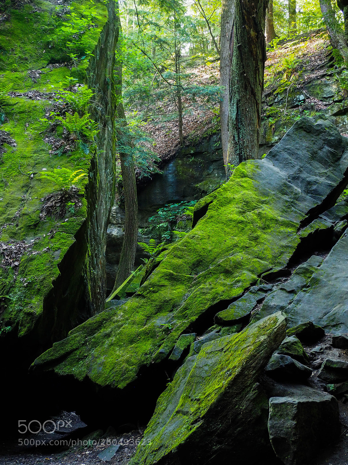 Olympus OM-D E-M1 sample photo. Path less traveled photography