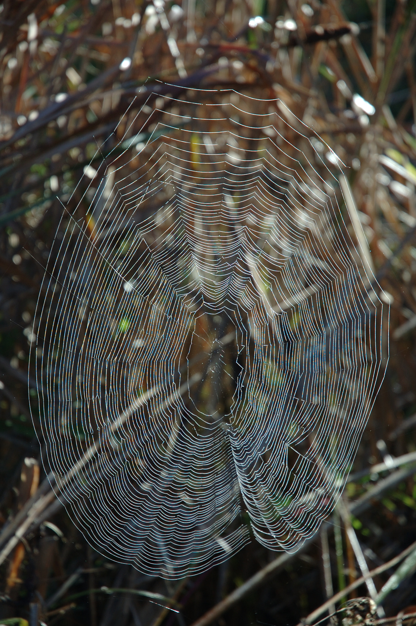 Nikon D70s sample photo. Spider web backlit vertical photography