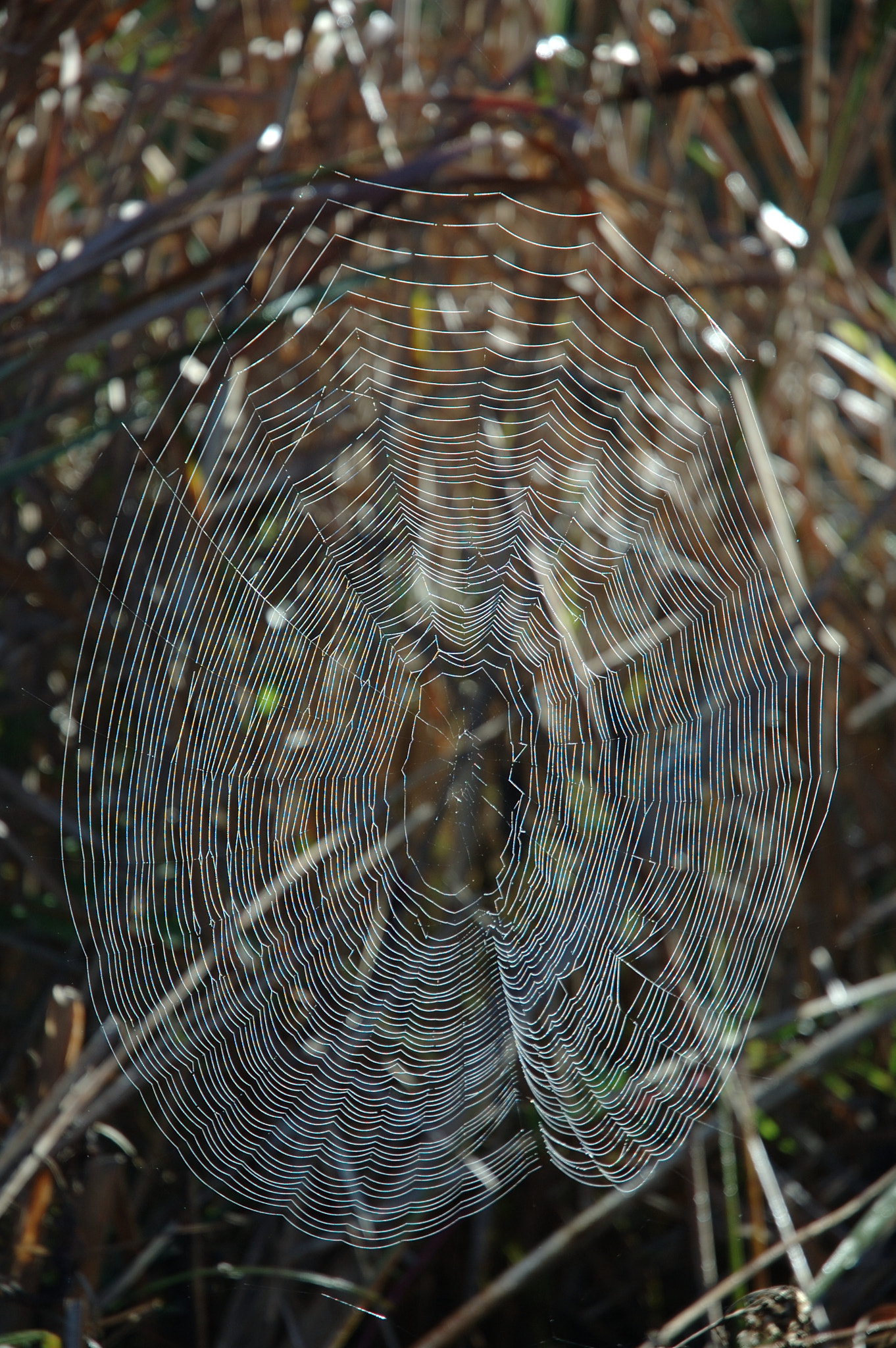 Nikon AF-S DX Nikkor 18-70mm F3.5-4.5G ED-IF sample photo. Spider web backlit vertical photography