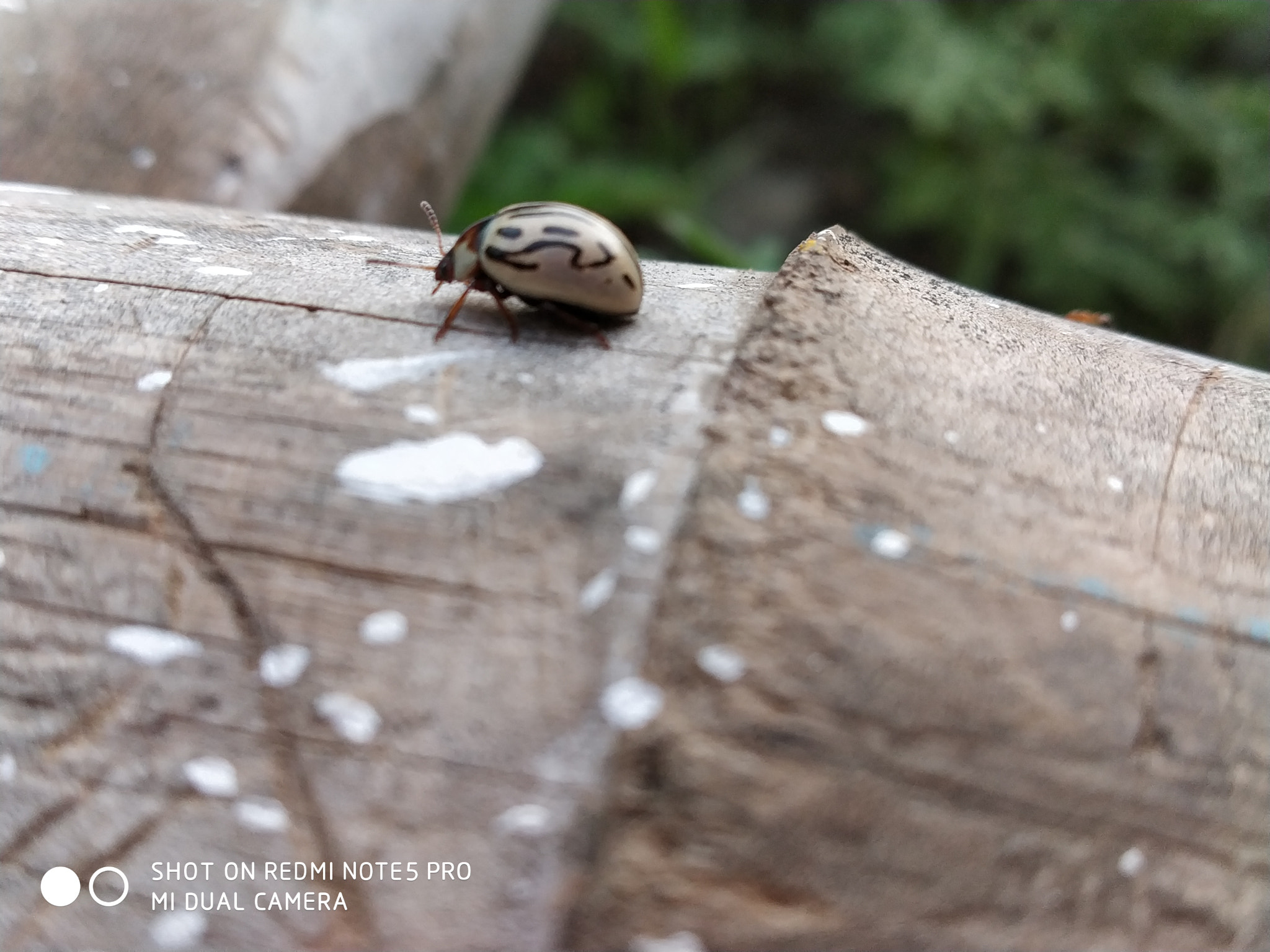 Xiaomi Redmi Note 5 Pro sample photo