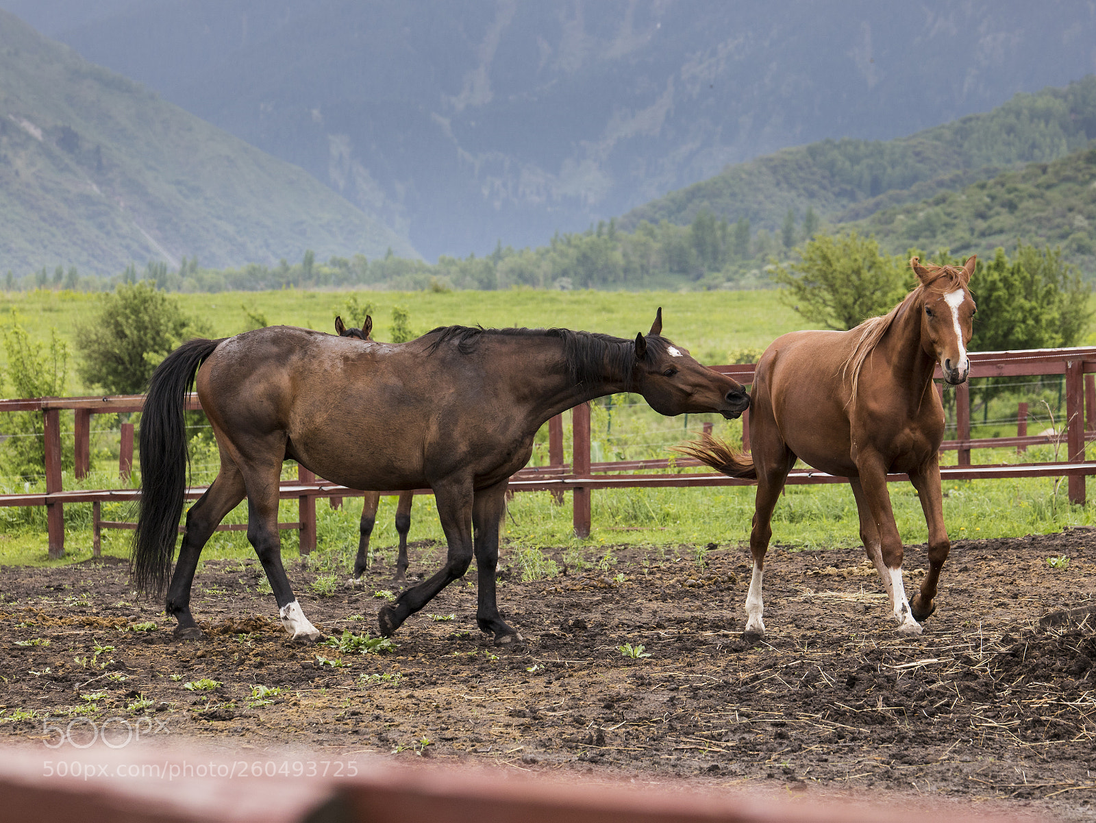 Canon EOS 5D Mark IV sample photo. The horse battle - 8 photography