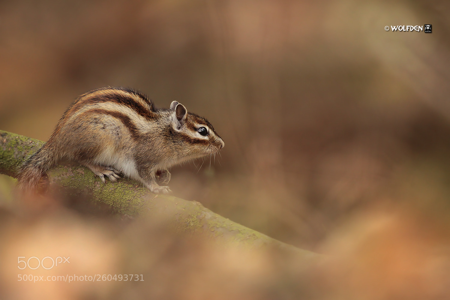 Canon EOS 7D sample photo. Chipmunk photography