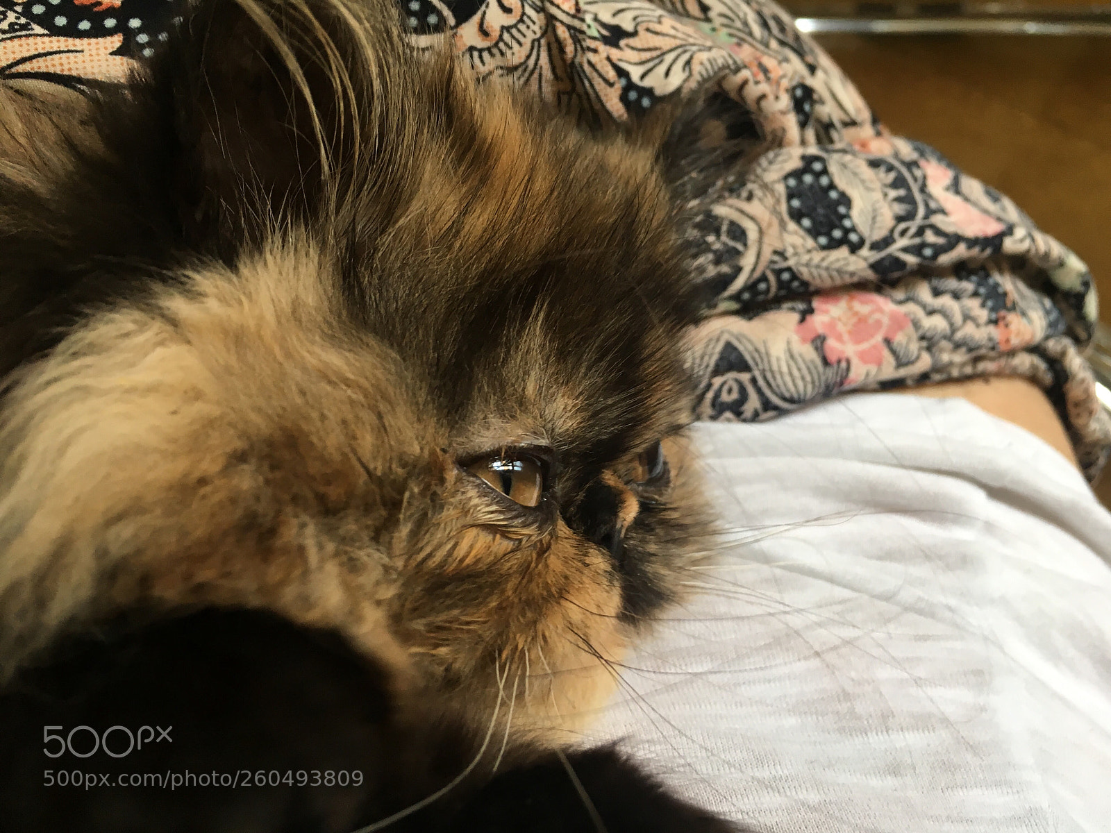Apple iPhone 6s sample photo. Cat cut photography