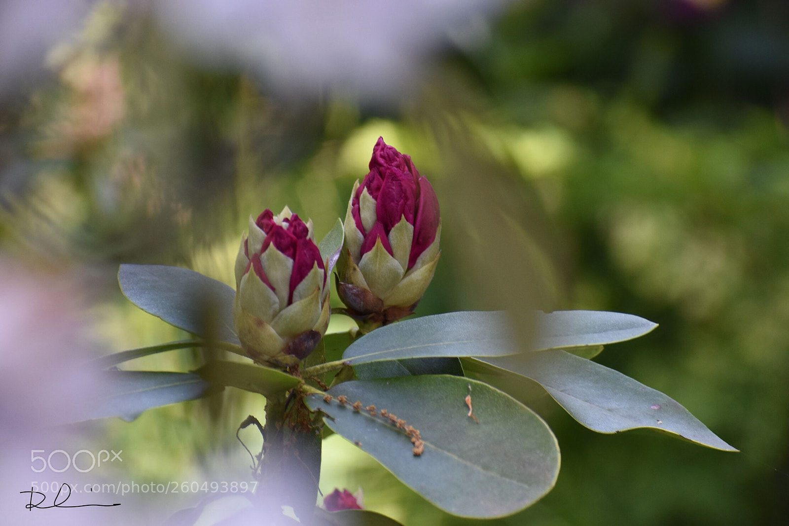 Nikon D3400 sample photo. 含苞欲放 photography