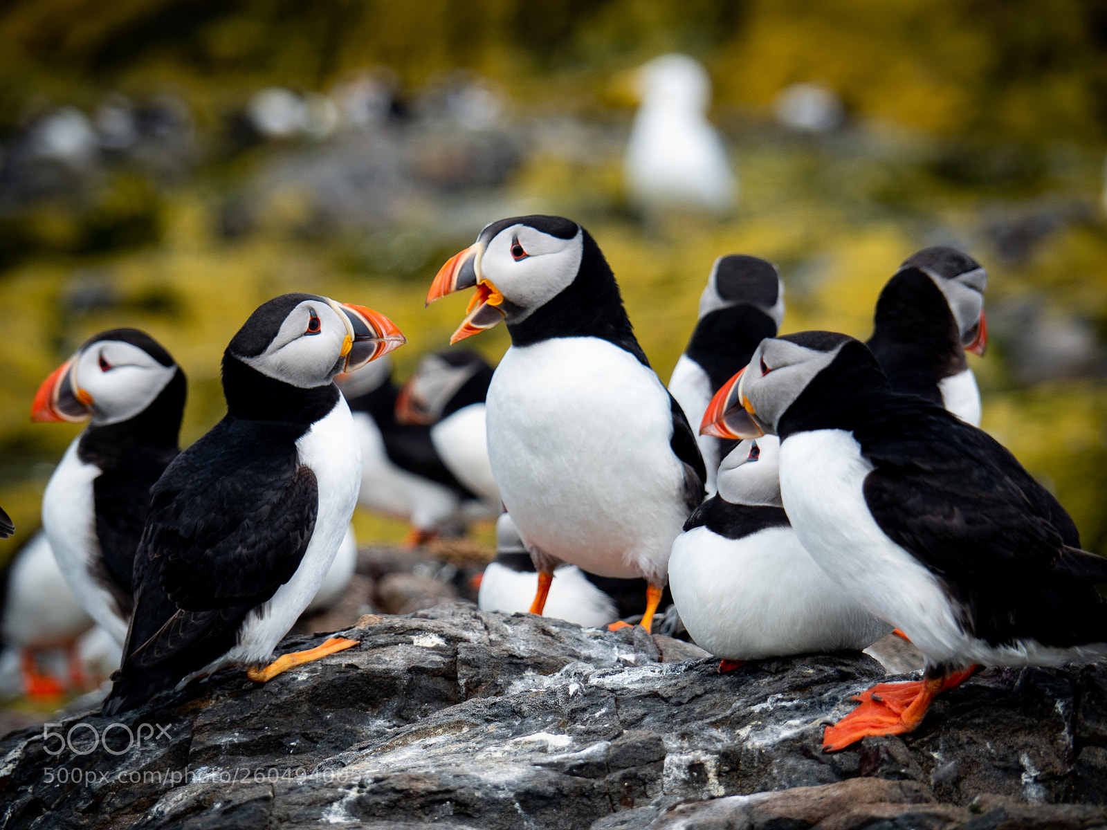 Olympus OM-D E-M5 II sample photo. Chattering puffins photography