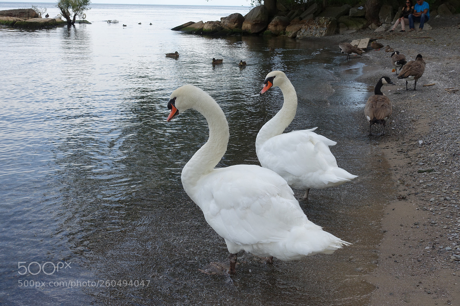 Sony Cyber-shot DSC-RX100 III sample photo. Swans photography