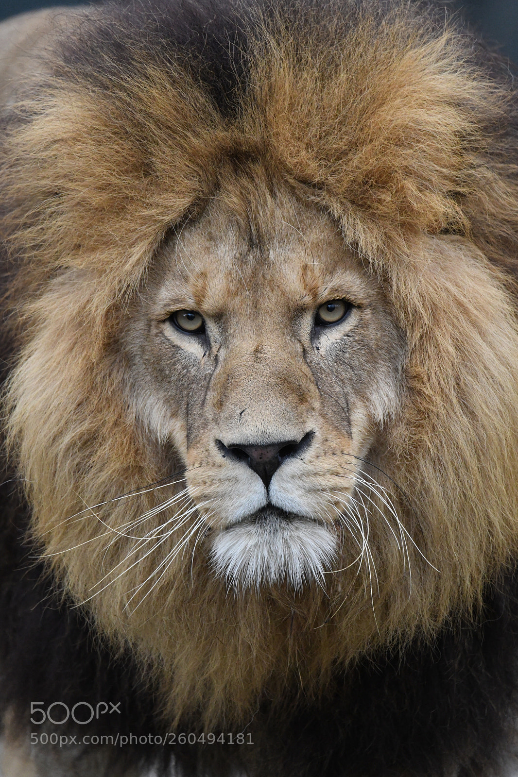 Nikon D850 sample photo. Max, the lion photography